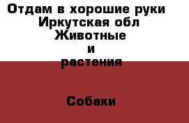 Отдам в хорошие руки - Иркутская обл. Животные и растения » Собаки   . Иркутская обл.